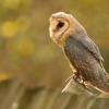 Sova palena - Tyto alba - Barn Owl WS 6568